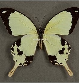 Papilio dardanus dardanus M A1 CAR