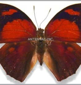 Fountainea (=Anaea) ryphea ryphea M A1/A1- Peru