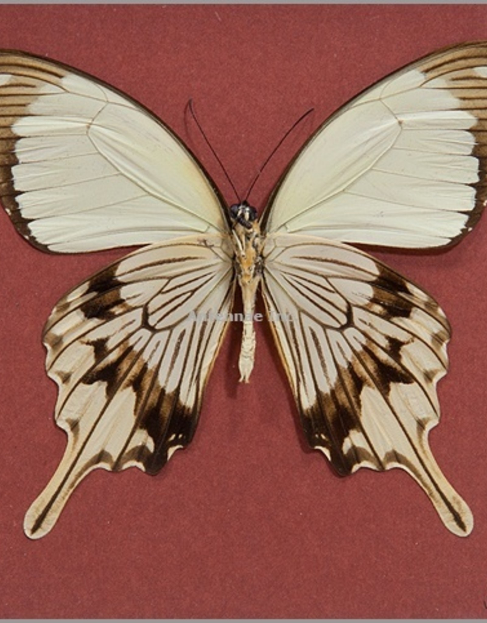Papilio dardanus,unmounted butterfly