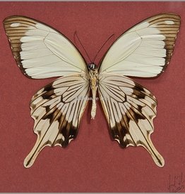 Papilio dardanus meriones M A1 Madagascar
