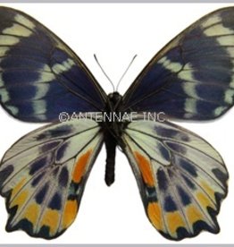 Papilio toboroi PAIR A1/A1- Solomon Islands