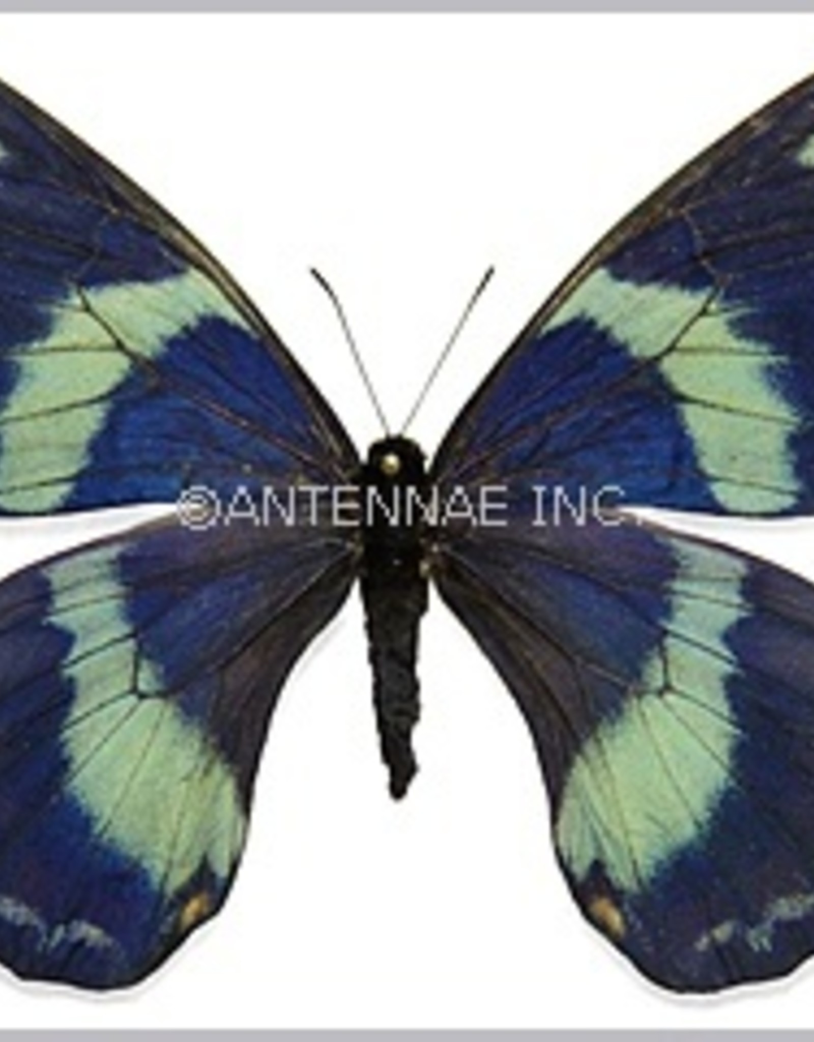 Papilio toboroi PAIR A1/A1- Solomon Islands