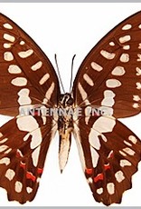 Graphium milon / G. sarpedon anthedon / G. euryplus euryplus MIX M A1 Indonesia