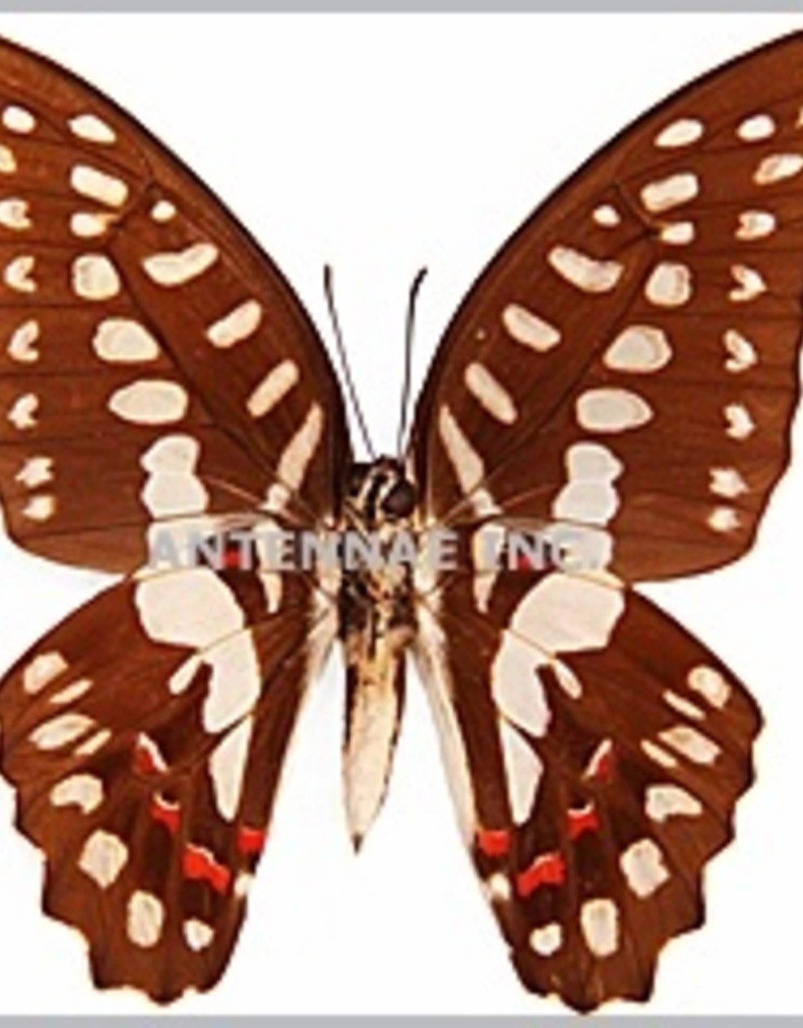 Graphium milon / G. sarpedon anthedon / G. euryplus euryplus MIX M A1 Indonesia