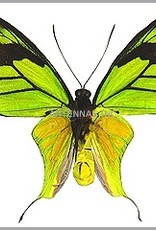 Ornithoptera meridionalis tarunggarensis PAIR A1 Indonesia