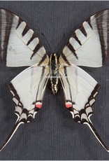 Eurytides (Protographium) agesilaus autosilaus M A1 Peru