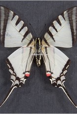 Protographium agesilaus autosilaus M A1 Peru