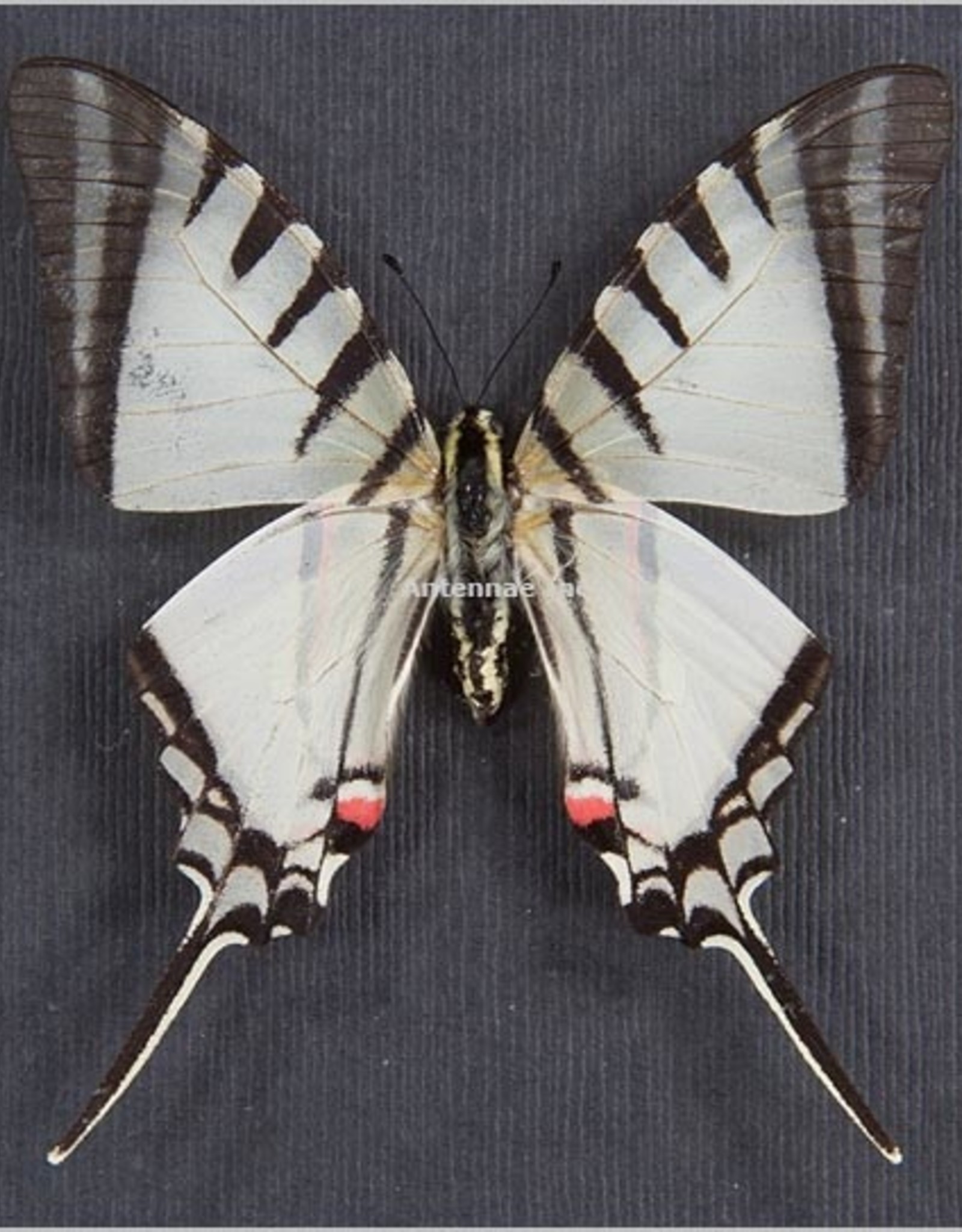 Protographium agesilaus autosilaus M A1 Peru