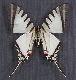 Protographium agesilaus autosilaus M A1 Peru