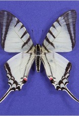 Eurytides (Protographium) agesilaus autosilaus M A1 Peru