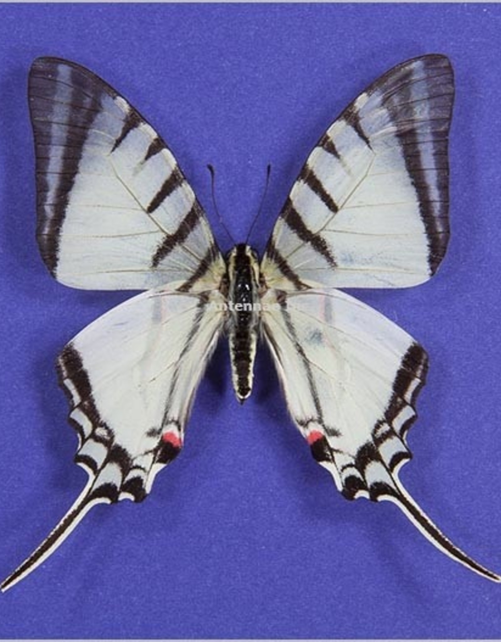 Protographium agesilaus autosilaus M A1 Peru