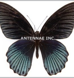 Papilio memnon memnon (tailless) M A1 Philippines
