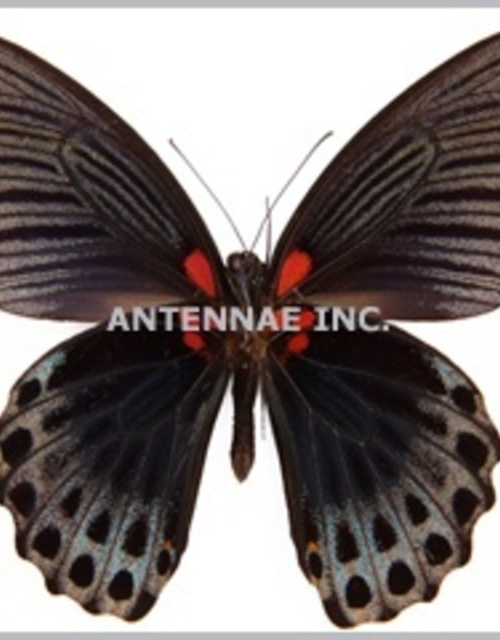 Papilio memnon memnon (tailless) M A1 Philippines