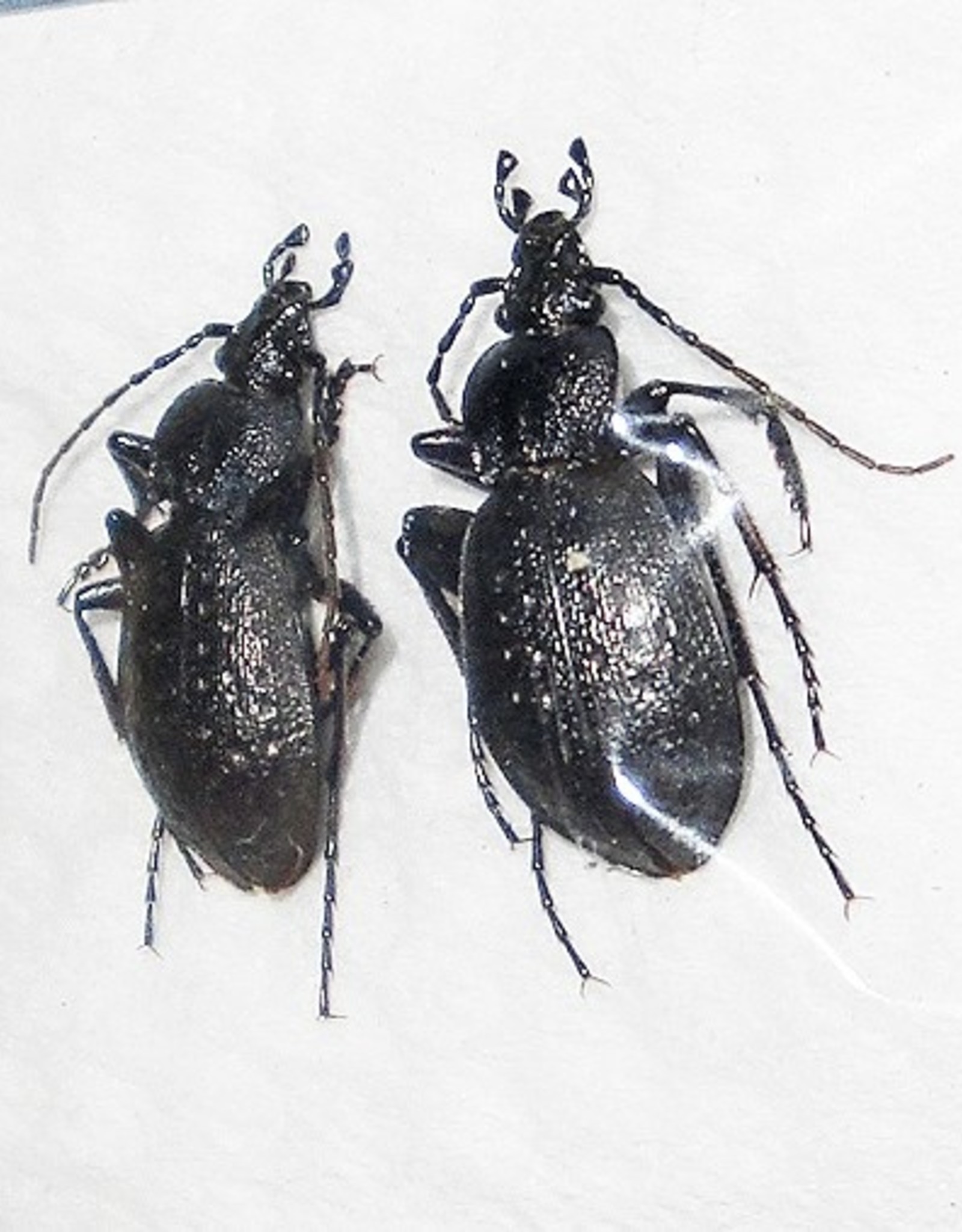 Tomocarabus fraterculus fraterculus M A1 South Korea