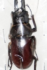 Prosopocoilus blanchardi parry M A1 South Korea 5.1 cm