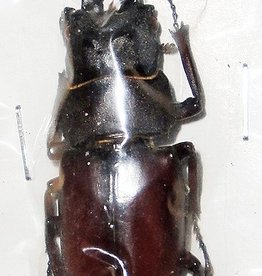 Prosopocoilus blanchardi parry M A1 South Korea 5.1 cm
