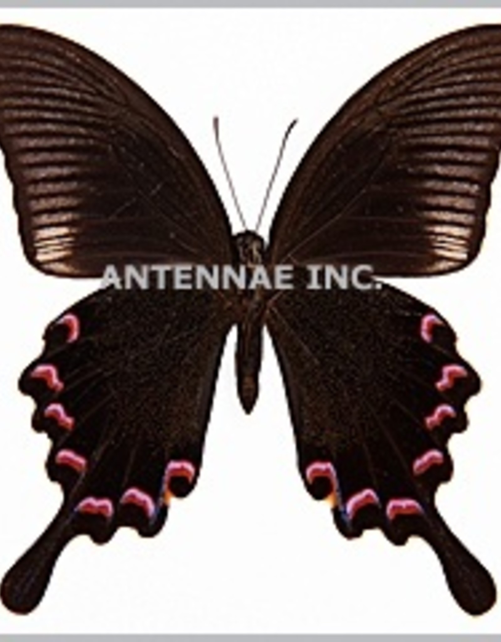Papilio bianor thrasymedes M A1 Taiwan