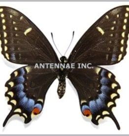 Papilio machaon X Papilio polyxenes PAIR A1 Belgium