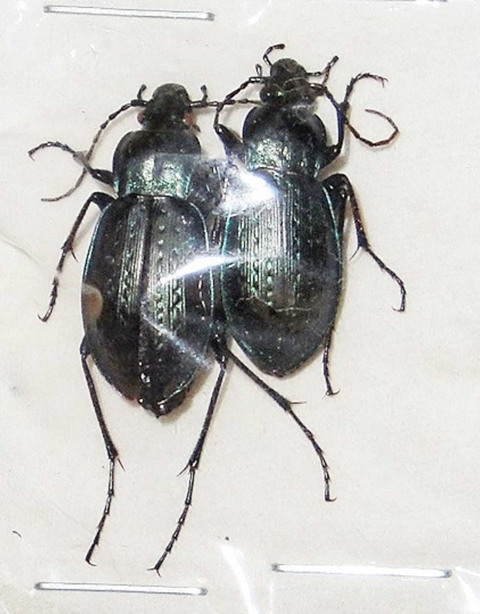 Carabus sternbergi angustus M A1 South Korea