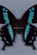 Papilio oribazus M A1 Madagascar
