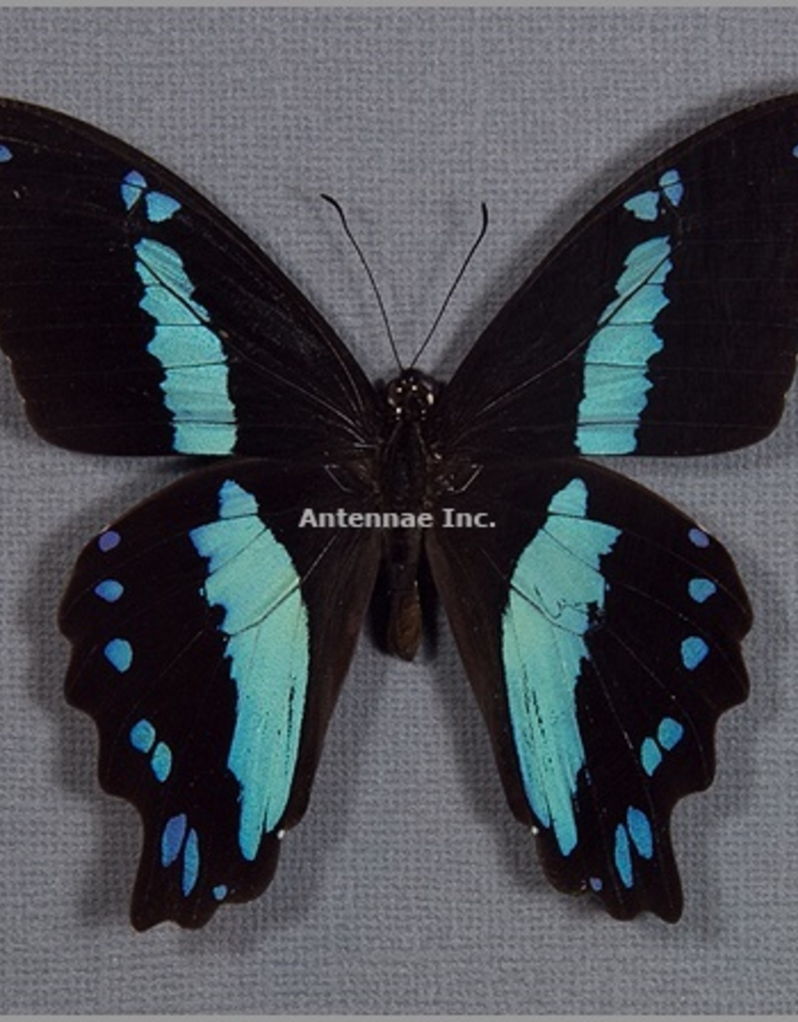 Papilio nireus M A1 CAR