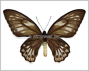 ornithoptera-priamus-