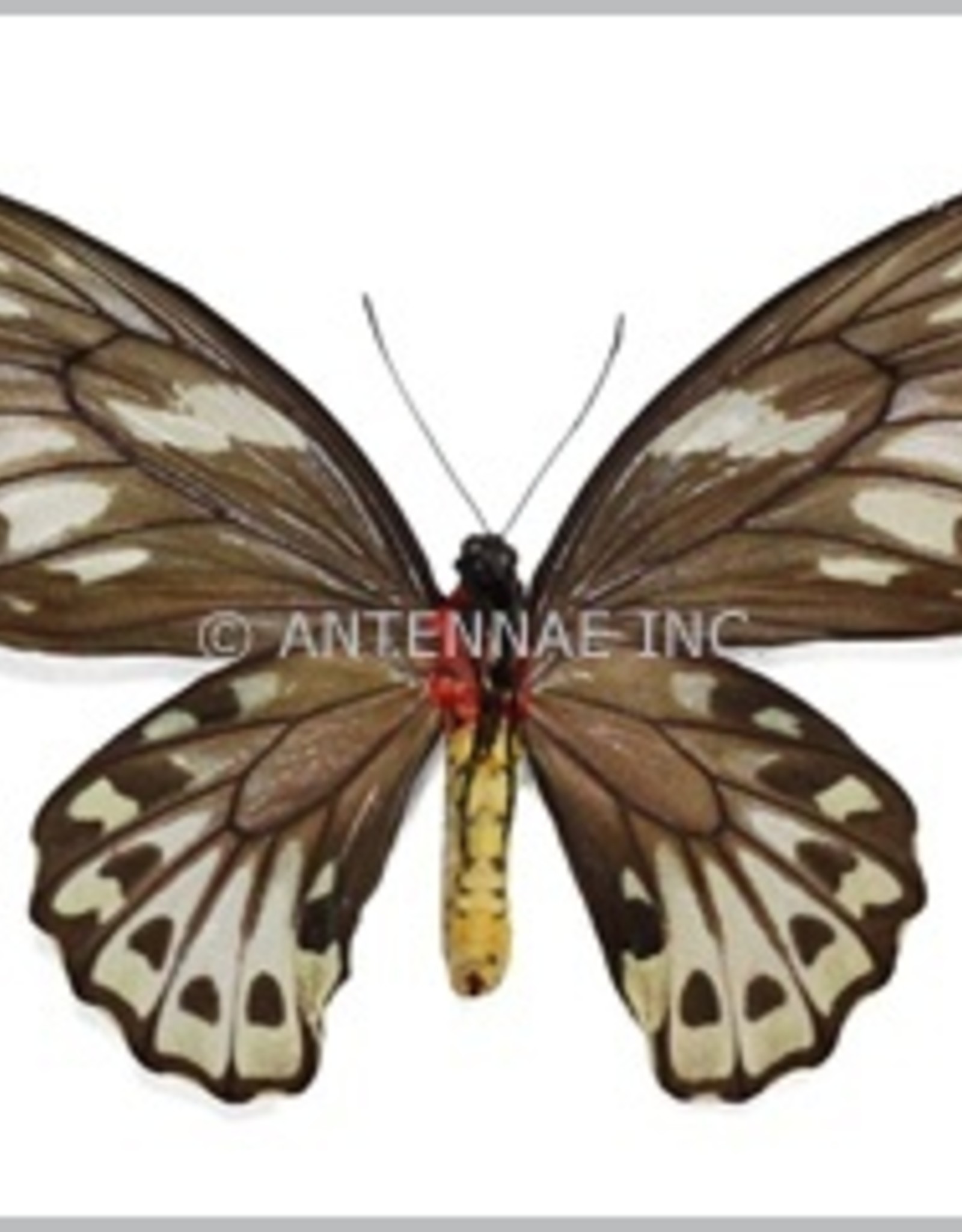Ornithoptera priamus urvillianus F A1 Indonesia