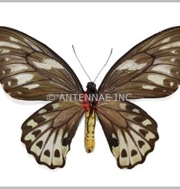Ornithoptera priamus urvillianus F A1- Indonesia