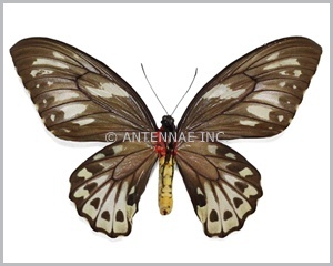 ornithoptera-priamus-