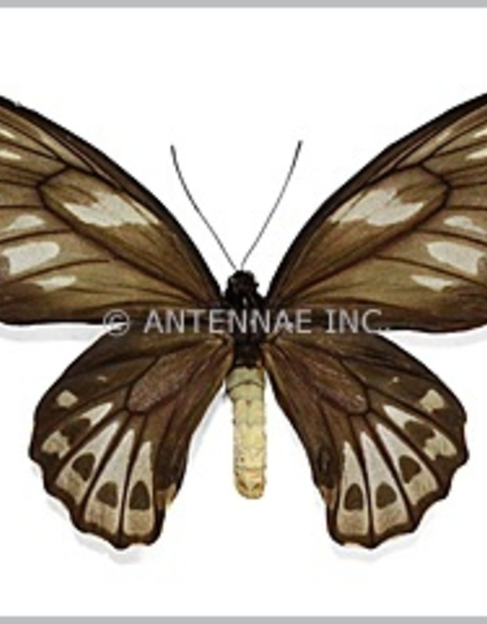 Ornithoptera priamus urvillianus F A1- Indonesia