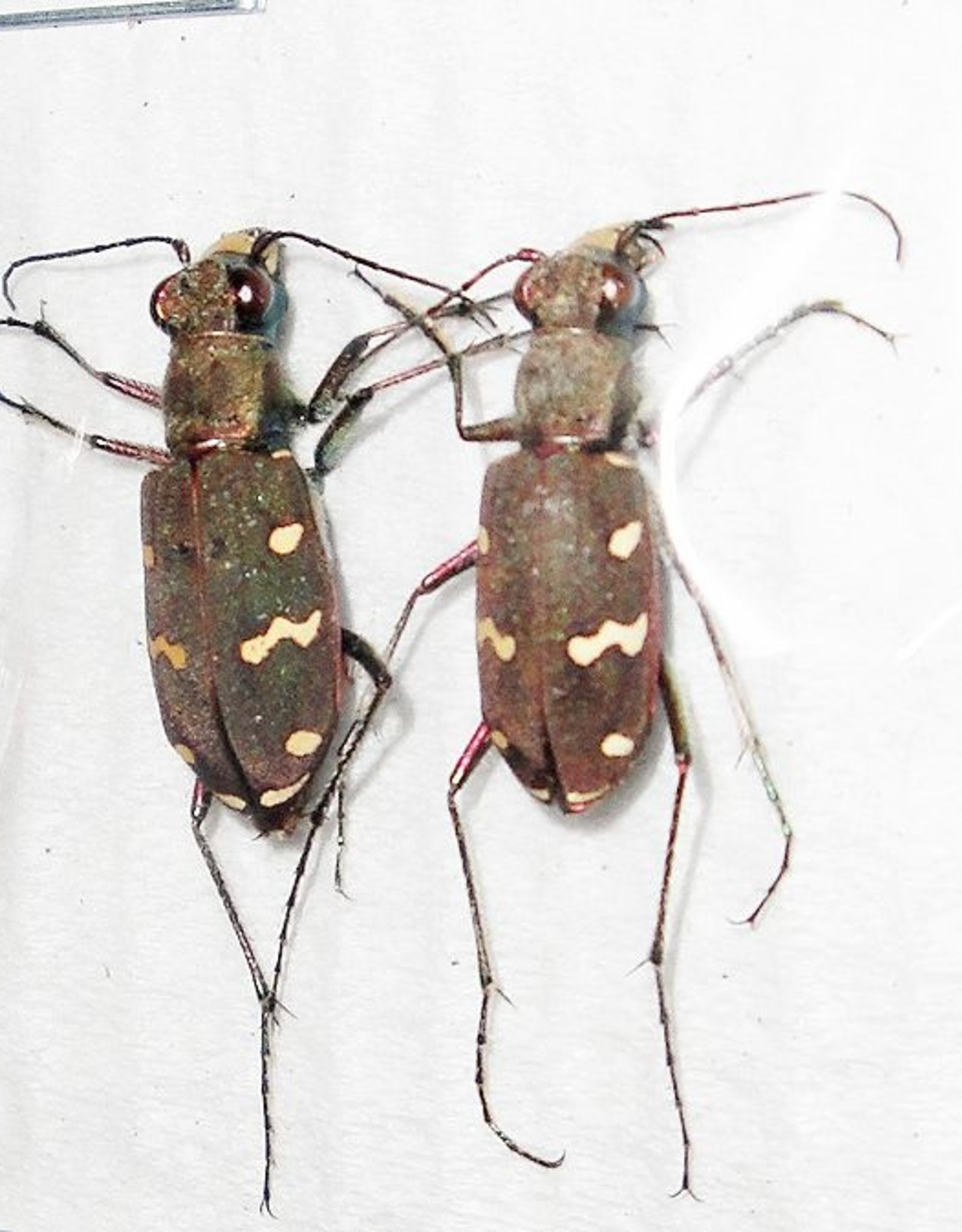 Cicindela transbaicalica japanensis PAIR A1 South Korea 1.3-1.8 cm