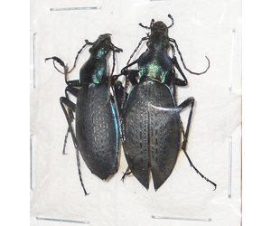 coptolabrus-jankowskii-