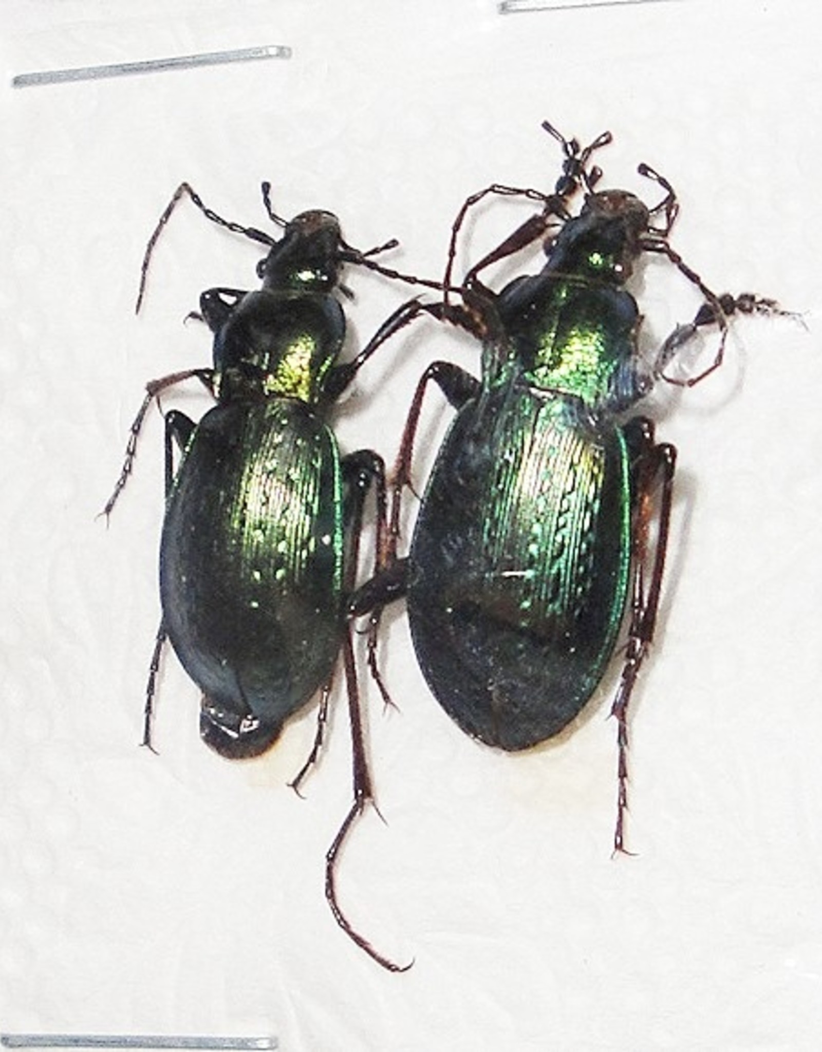 Carabus sternbergi cartereti M A1 South Korea