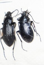 Carabus sternbergi sternbergi M A1 South Korea