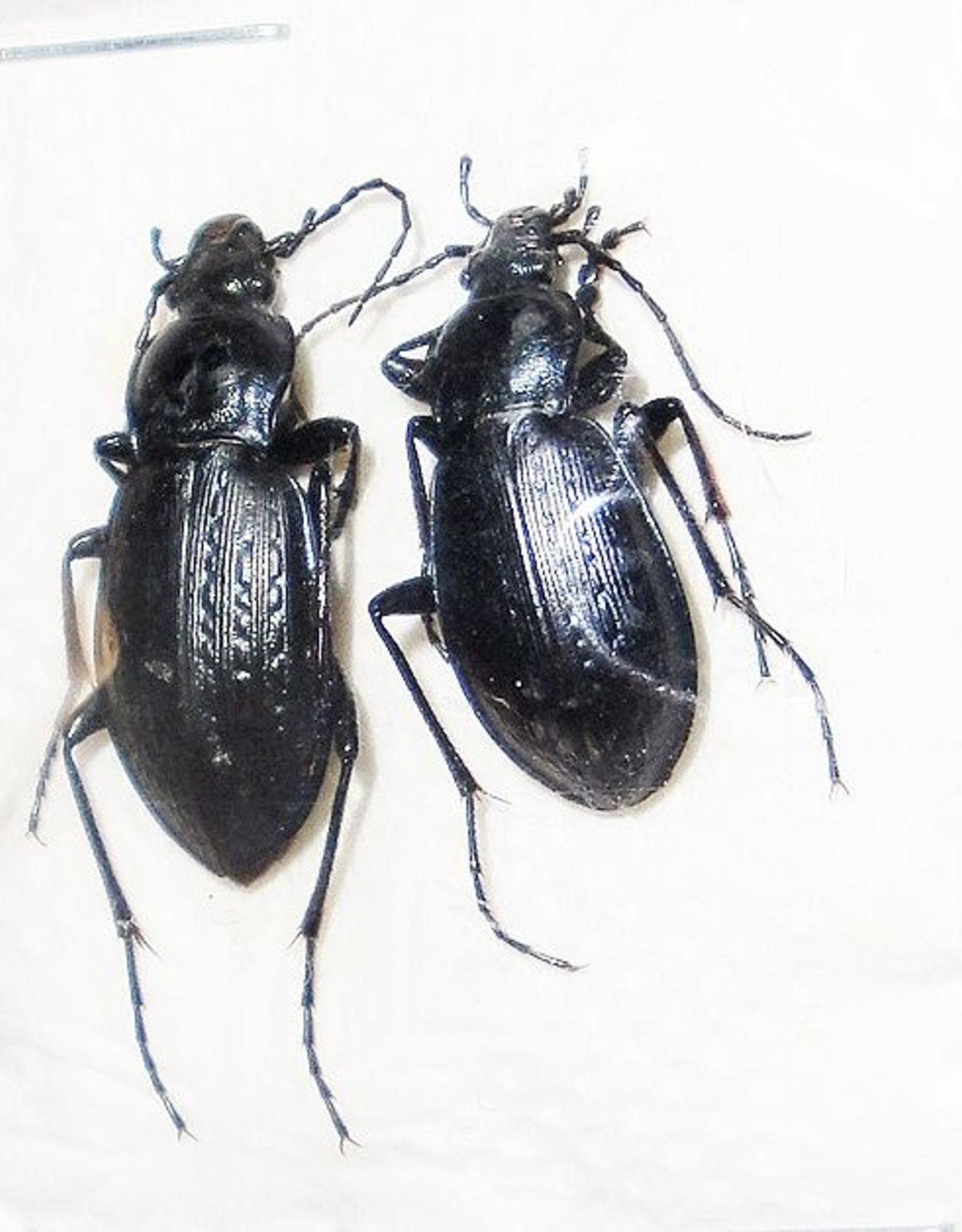 Carabus sternbergi sternbergi M A1 South Korea