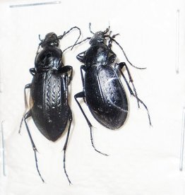 Carabus sternbergi sternbergi M A1 South Korea