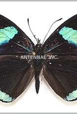 Diaethria MIX M A1 Peru