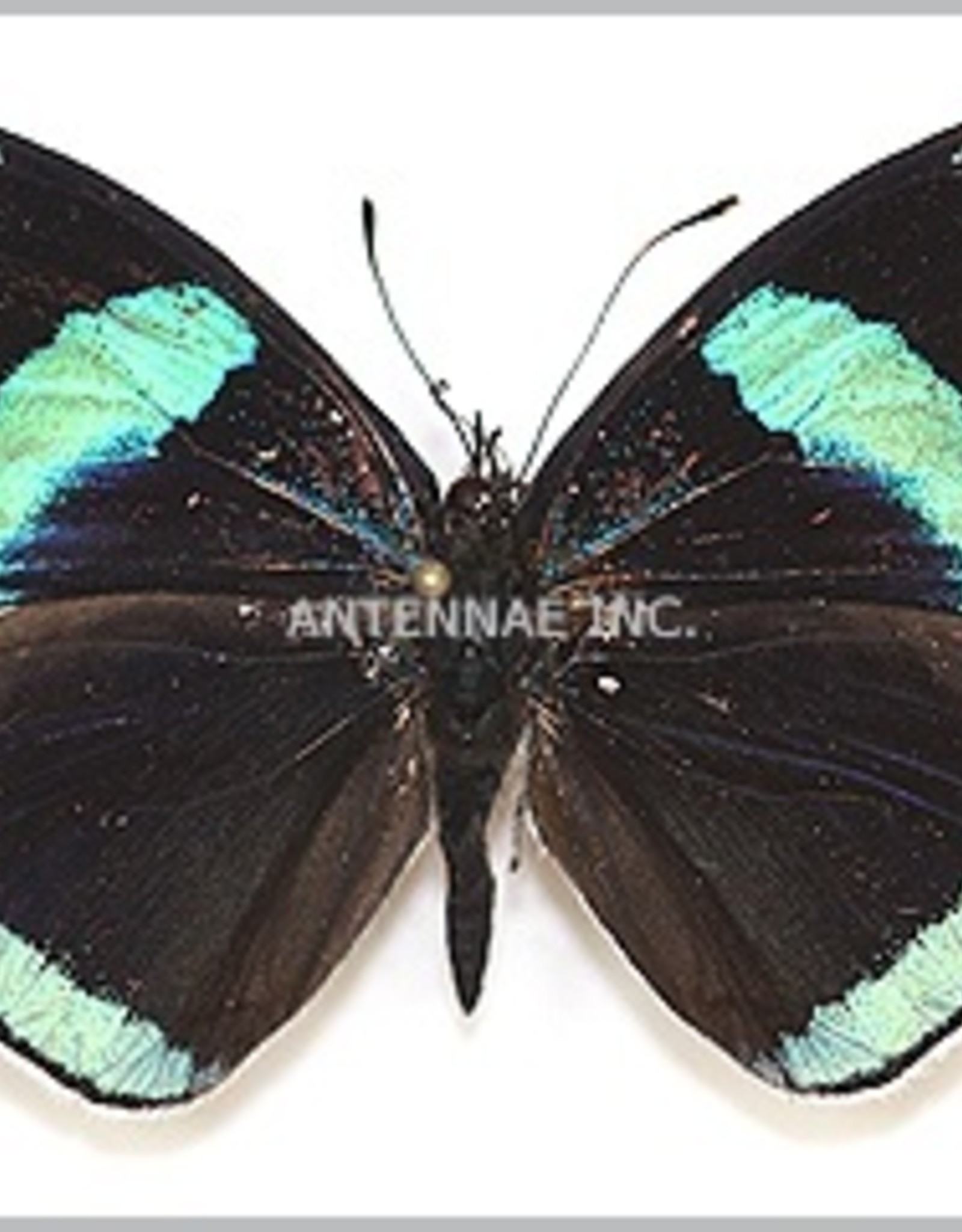 Diaethria MIX M A1 Peru