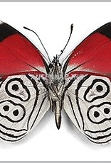Diaethria MIX M A1 Peru