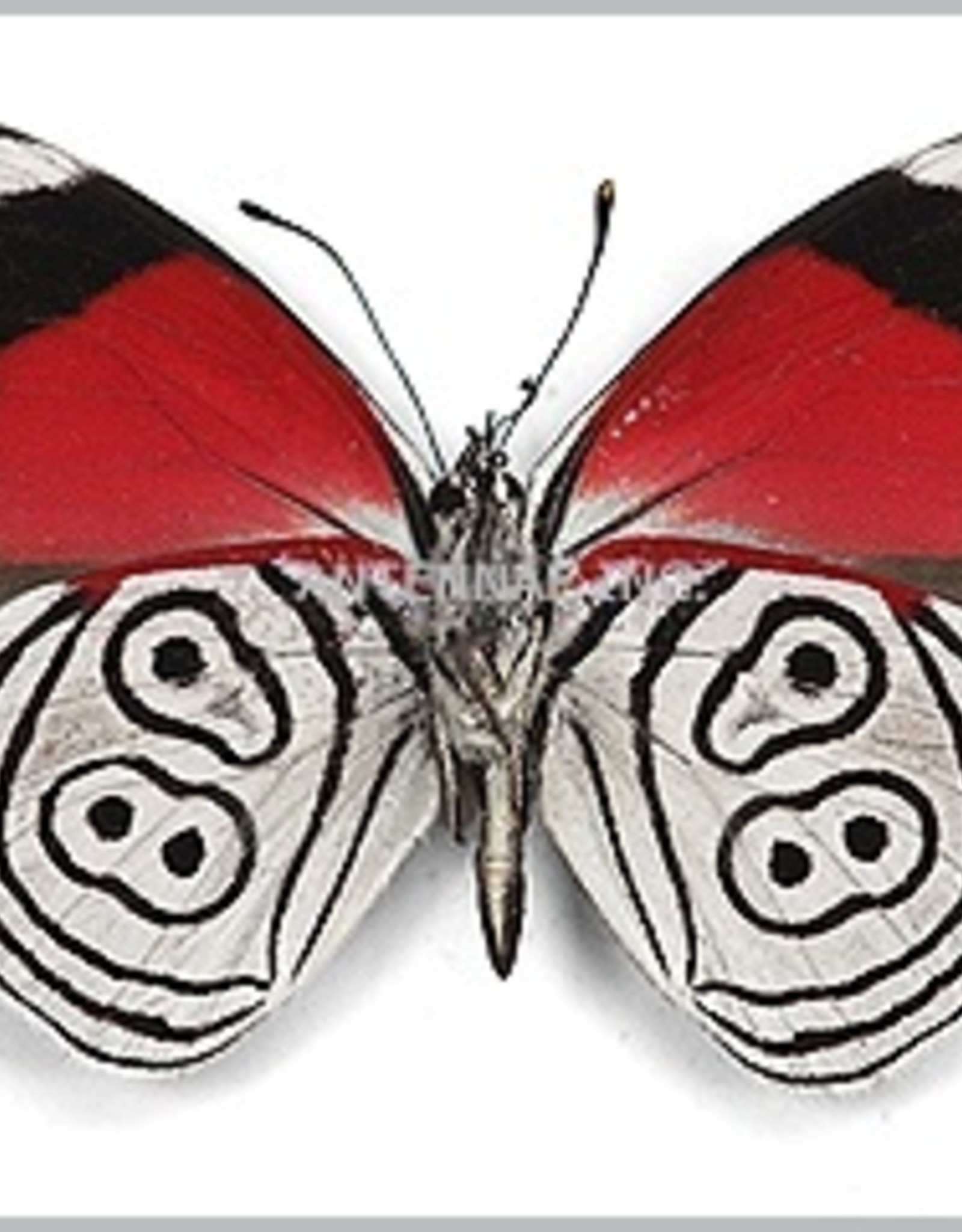 Diaethria MIX M A1 Peru