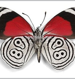 Diaethria MIX M A1 Peru