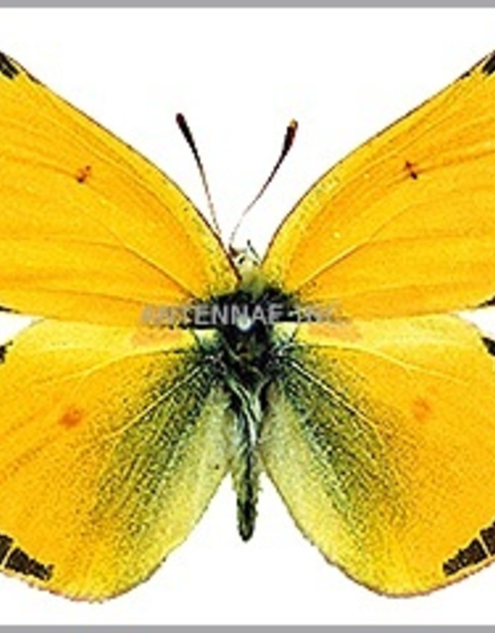 Colias meadii elis PAIR A1 Canada