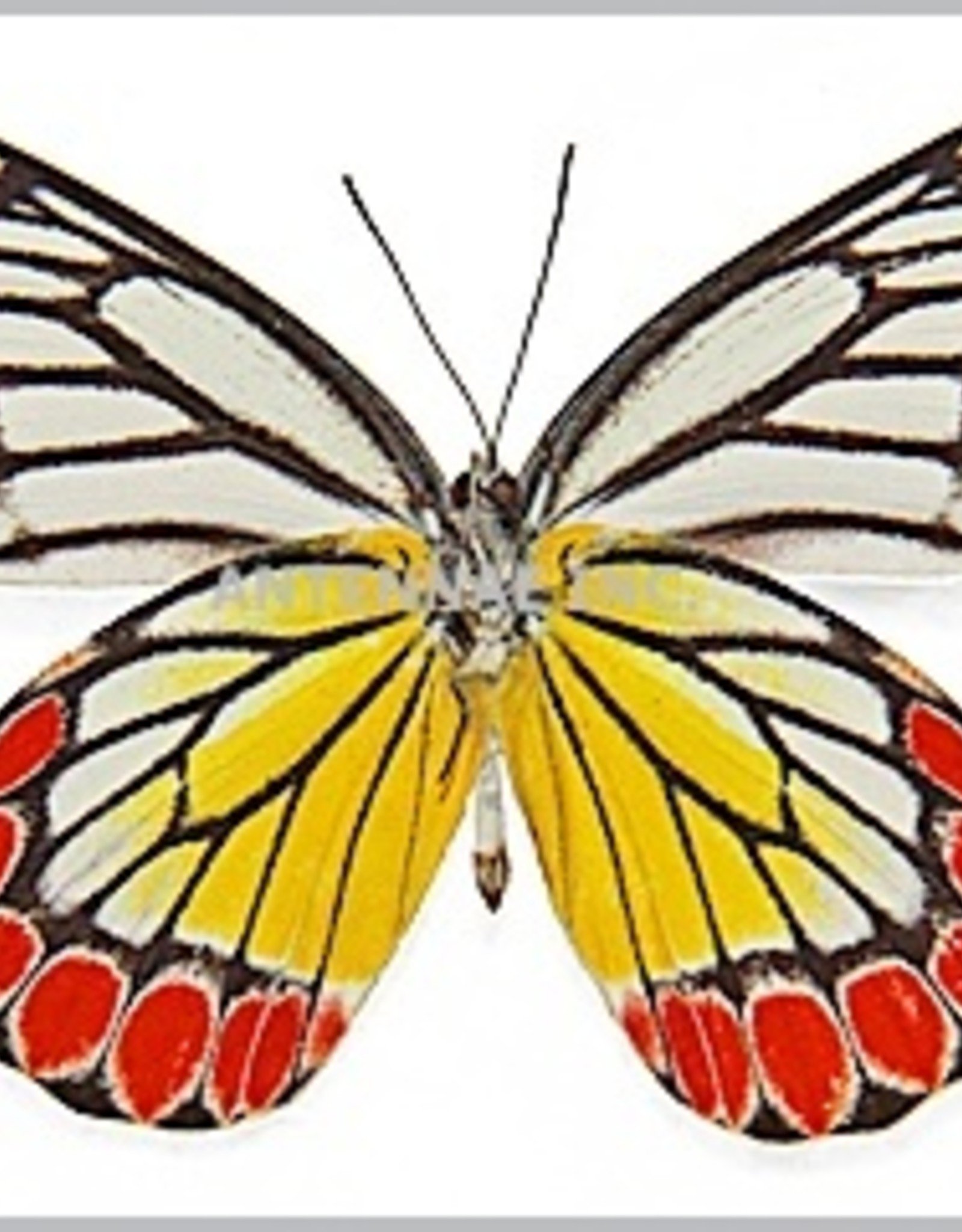 Delias eucharis F A1- Sri Lanka