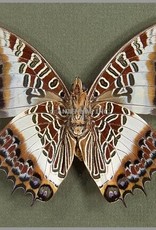 Charaxes brutus angustus F A1- CAR