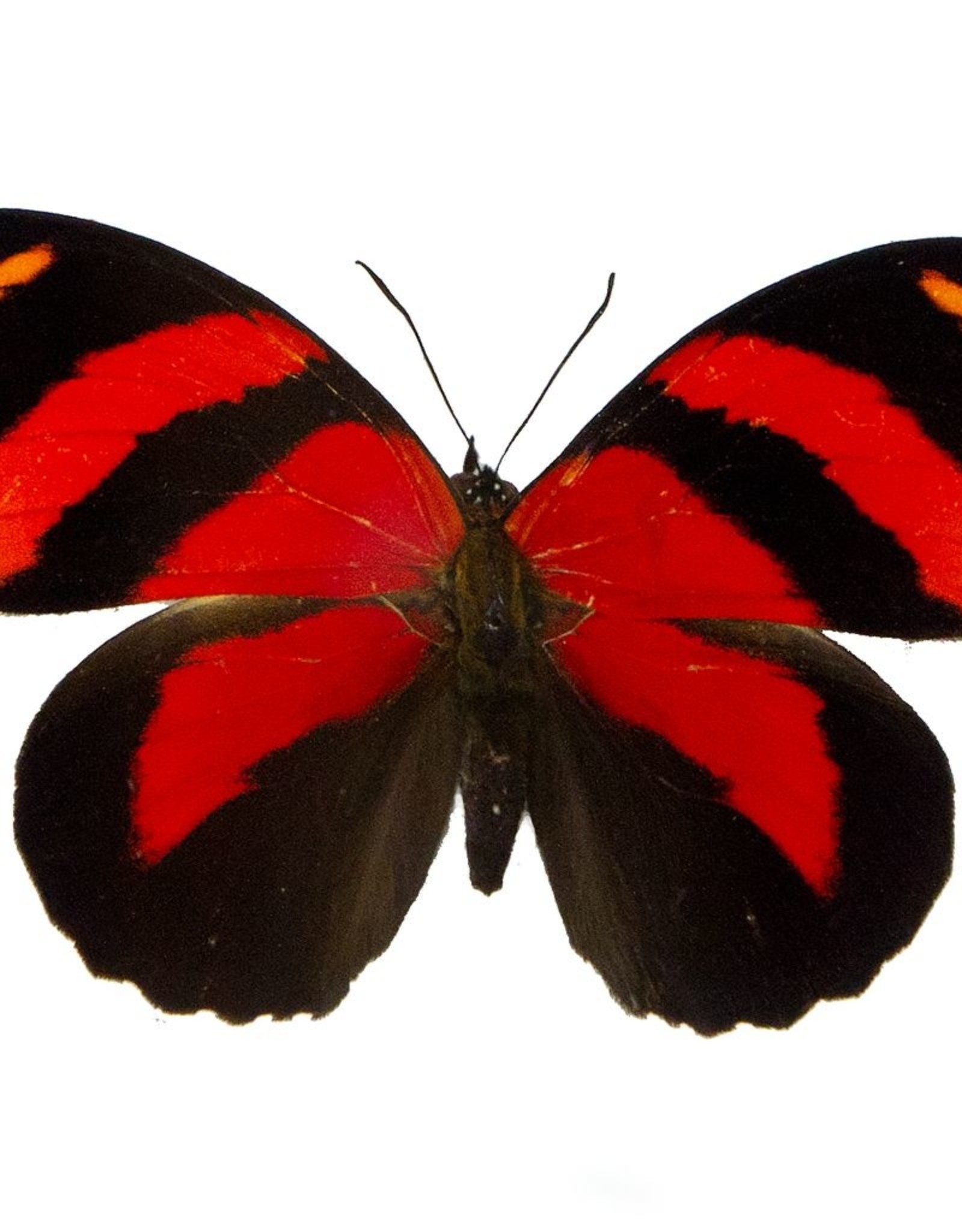 Callicore cynosura M A1 Upper Huallaga Valley, Peru