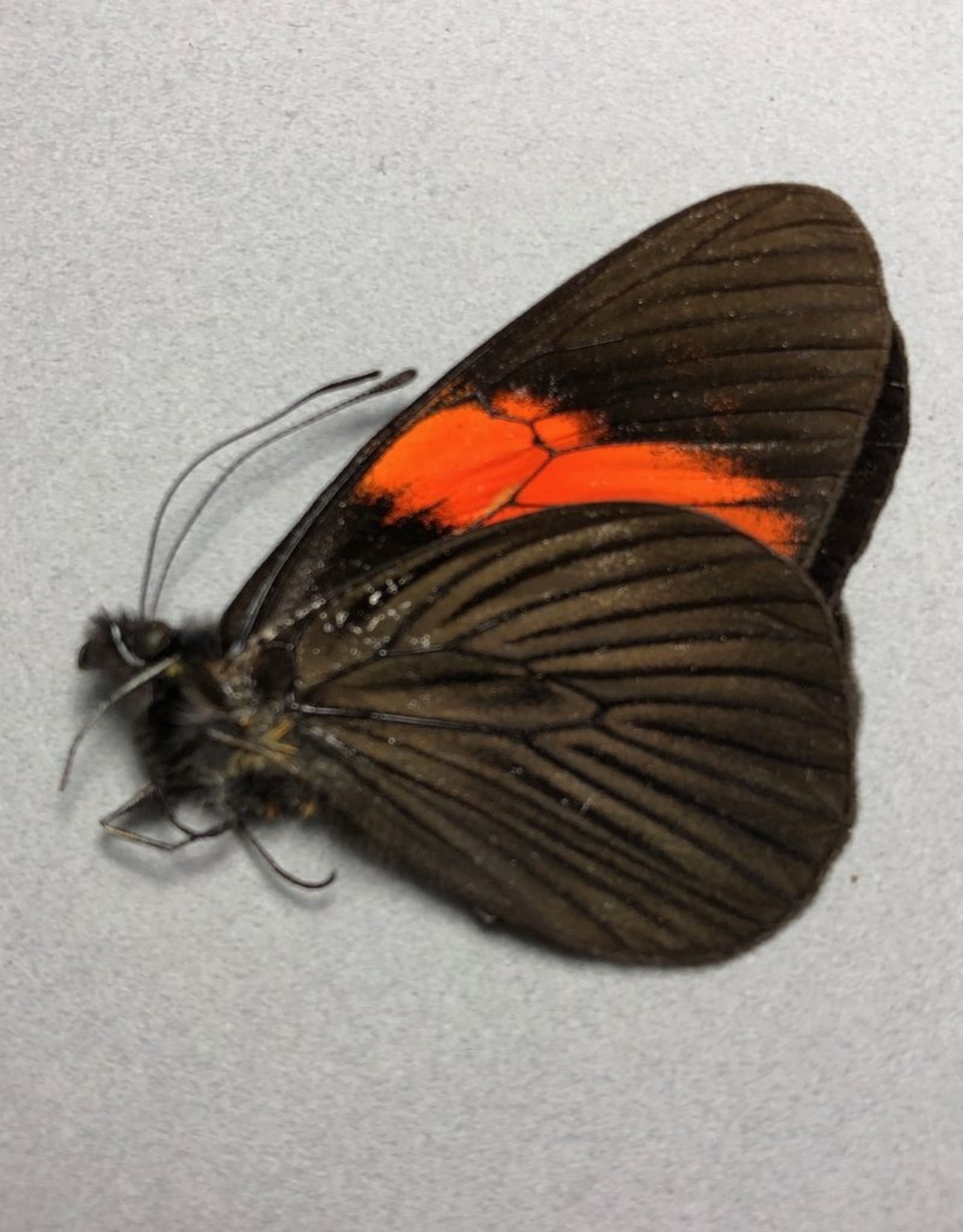 Pereute callinira M A1 Peru