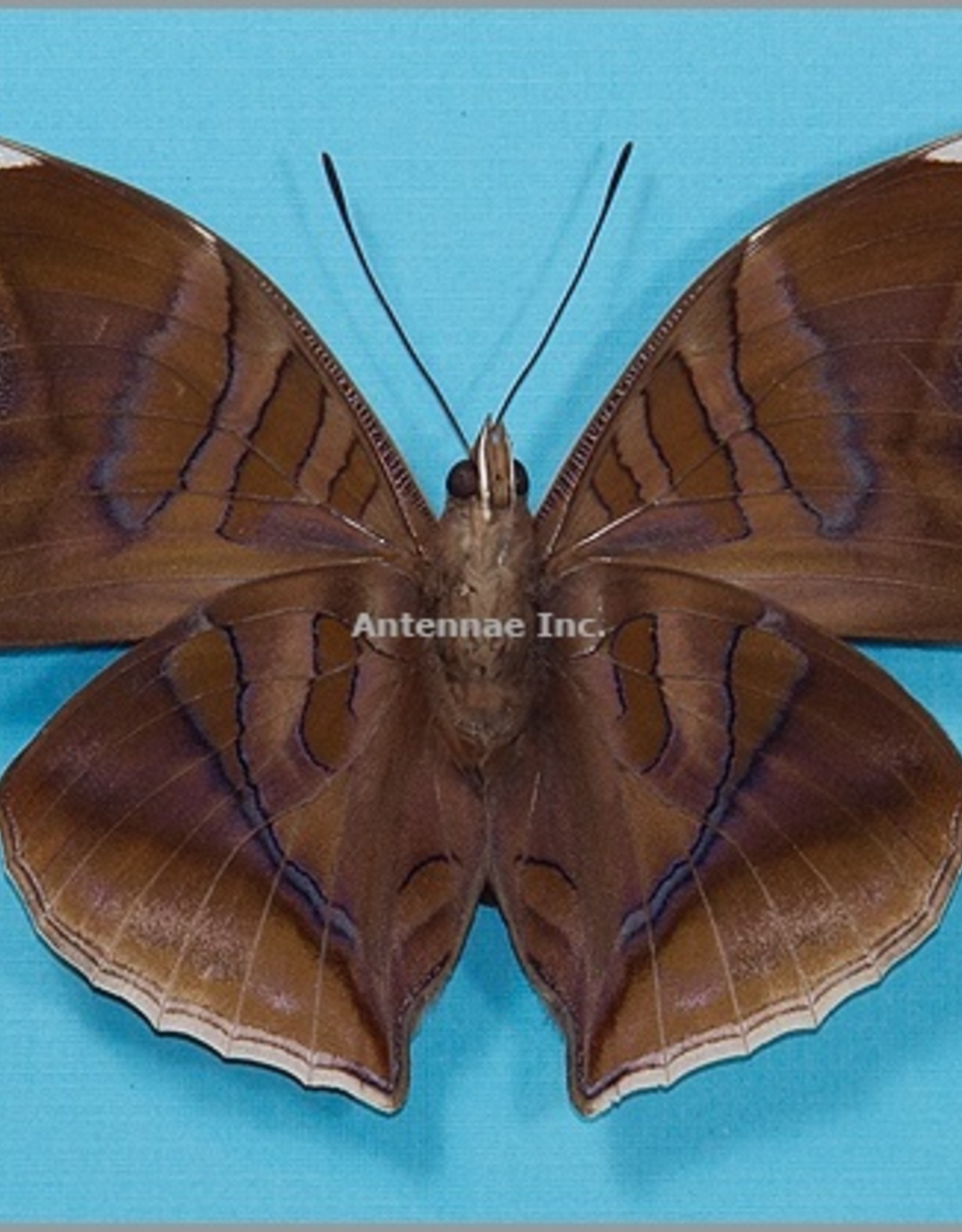 Historis odius orion M A1 Upper Huallaga Valley, Peru