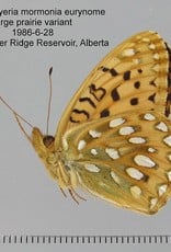 Speyeria mormonia eurynome PAIR A1 Canada