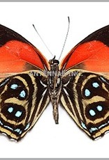 Callicore maimuna M A1 Upper Huallaga Valley, Peru