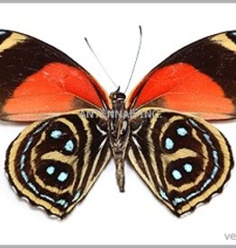 Callicore maimuna M A1 Upper Huallaga Valley, Peru